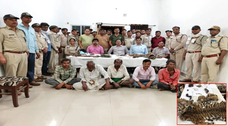 तंत्र-मंत्र के चक्कर में : 30 लाख में हो रहा था बाघ की खाल और अंगों का सौदा, टीम ने 4 तस्करों को दबोचा