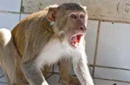 खेत में सब्जी खा रहे बंदरों की गैंग ने किसान को दांतों से काटा, सौ से ज्यादा टांके लगे