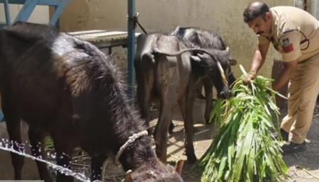 महाकाल मंदिर के पास अवैध कत्लखाने का भंडाफोड़... पुलिस ने दो सगे भाइयों को किया गिरफ्तार