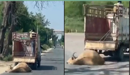 क्रूरता की हदें पार: मृत गाय के शव को वाहन से बांधकर सड़क पर घसीटा, वीडियो वायरल
