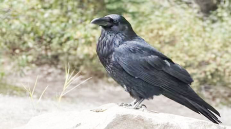 1,500 कौवों की मौत से सनसनी, बर्ड फ्लू की पुष्टि : सरकार ने जारी की एडवाइजरी