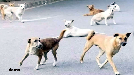 सुप्रीम कोर्ट का बड़ा आदेश : देशभर से हटेंगे आवारा कुत्ते, नसबंदी के बाद शेल्टर होम में रखने के निर्देश